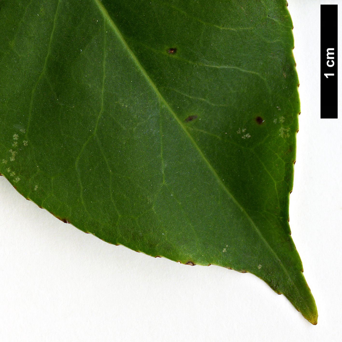 High resolution image: Family: Aquifoliaceae - Genus: Ilex - Taxon: fargesii - SpeciesSub: subsp. melanotricha